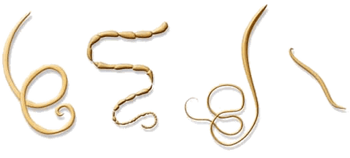 NEOflorax aide contre tous les helminthes connus