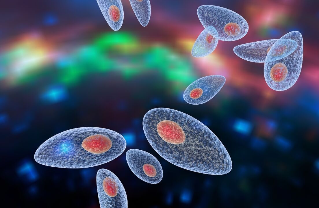 agent causal de la toxoplasmose dans le corps